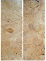 Newly arrived Maple Burl wood