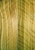 Curly Mediterranean Olive Wood